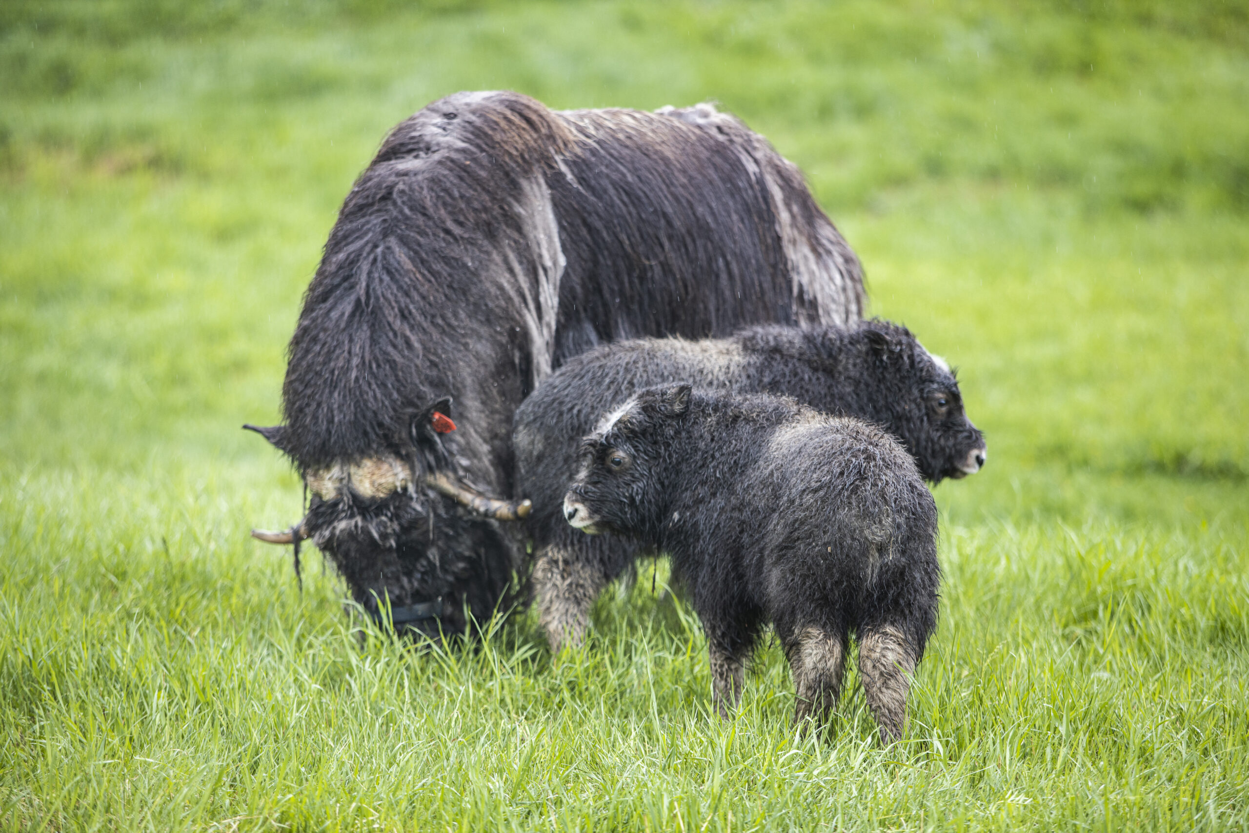 Musk ox and calves